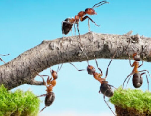 What it really takes for Smart Collaboration